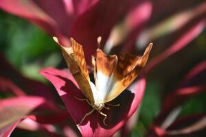 White and Orange Butterfly on Red Foliage in a Garden photo