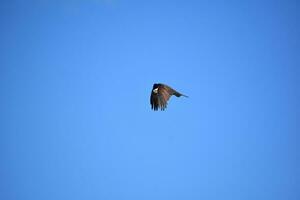 Fish Hawk with Wings Folded in Flight photo