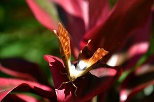 Looking into the Face of a White and Orange Butterfly photo