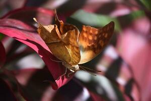 Beautiful View of an Orange and White Butterfly photo