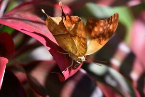 maravilloso cerca arriba Mira a un crucero mariposa foto