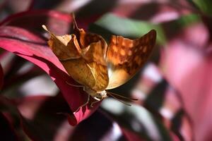 Gorgeous Butterfly on Red Foliage in a Garden photo