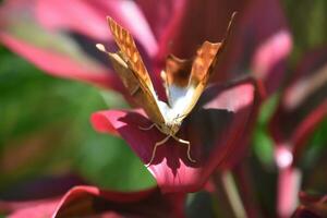 Amazing Look into the Face of a Orange and White Butterfly photo