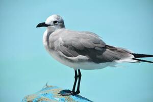 Close Up with a Gull Standing over the Ocean photo