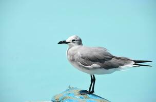 Beautiful Seagull Standing Over Tropical Ocean Waters photo