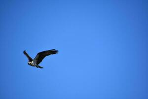 Fish Hawk in Flight with Wings Extended Out photo