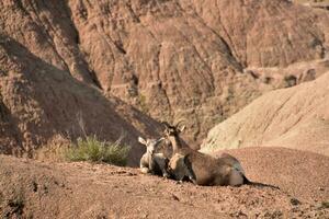 Mother and Baby Bighorn Sheep in the Badlands photo
