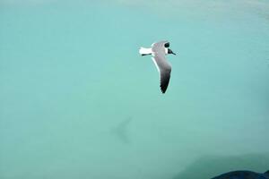 riendo gaviota volador terminado el agua mirando para pescado foto