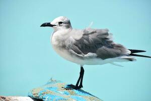 Posing Laughing Gull with Ruffled Feathers by the Ocean photo