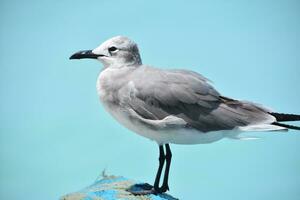 Close Up with a Posing Laughing Gull photo