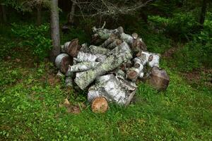 Pile of Birch Logs Ready for Chopping photo
