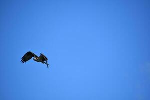 Lovely Fish Hawk Flying in Maine in Blue Skies photo