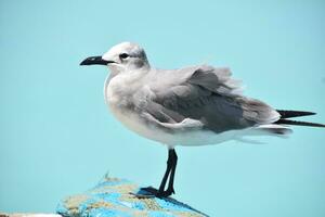 lado perfil de un riendo gaviota posando foto