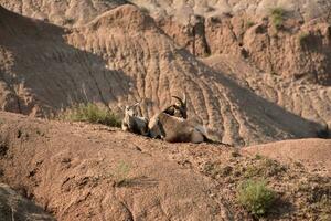 Trio of Bighorn Sheep on a Hill in the Badlands photo