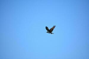 Feathers on the Wings of an Osprey photo