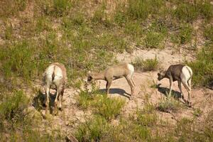 Grazing Trio of Bighorn Sheep in the Badlands photo