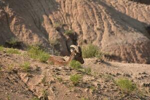 Young Bighorn Sheep Resting in the Badlands photo