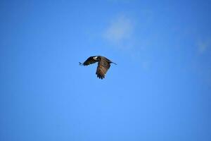 Fish Hawk with Wings Spread Flapping in Flight photo