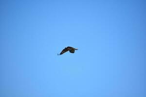 águila pescadora aleteo sus alas en el azul cielo foto