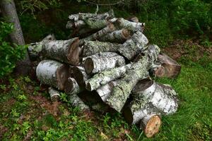Piled Cluster of Birch Bark Logs for Chopping photo