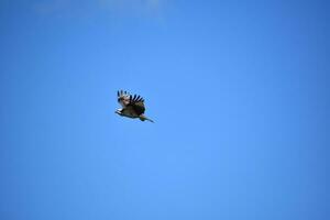 Feathers Fluttering on the Wings of an Osprey photo