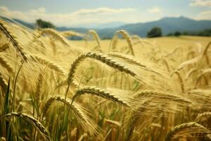 A rural charm with a lush barley wheat field as scenery AI Generated photo