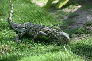 Crawling Iguana in a Carpet of Green Grass photo