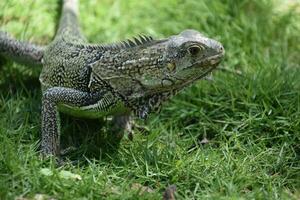 lado perfil de un iguana en el salvaje foto