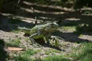 mirando dentro el cara de un iguana en aruba foto