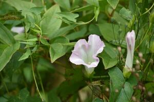 Flowering Pink and White Morning Glory in Bloom photo