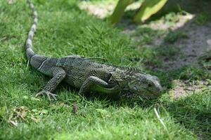 hambriento iguana bajo a el suelo en aruba foto