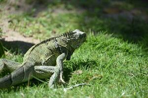 increíble iguana progresivo alrededor con césped en su boca foto