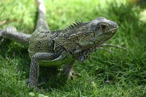 arriba cerca con un iguana en el salvaje foto