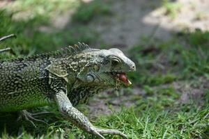 grande iguana masticando en algunos césped en aruba foto