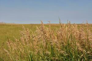 Stunning Wild Field with Grasses and Wheat Growing photo