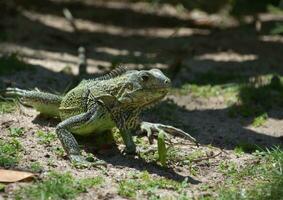 Wild Green Scaled Iguana in the Caribbean photo