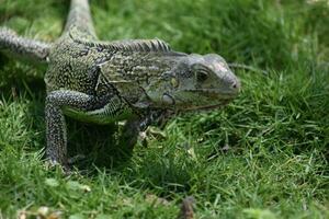 curioso común iguana con un modelo en su escamas foto