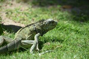 progresivo y gateando iguana en el salvaje foto