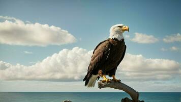 A beautiful summer day with blue sky and a lone Steller's sea eagle over the beach AI Generative photo