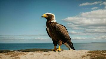 A beautiful summer day with blue sky and a lone Steller's sea eagle over the beach AI Generative photo