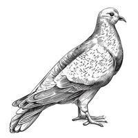 Dove of peace hand drawn sketch in doodle style Vector illustration