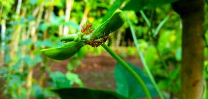 asian weaver ant photo