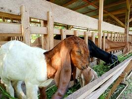 un grupo de cabras en un bolígrafo comiendo hojas en un pueblo en París moutong, central sulawesi en el Mañana foto