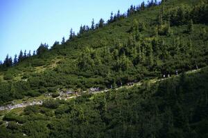 People are hiking in spring or summer nature in Tatry, Poland. Pine trees, spruce trees are around photo