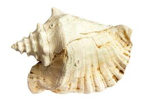 dried sea conch of mollusk isolated on white photo