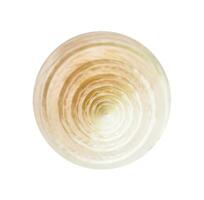 top view of spiral shell of sea snail isolated photo