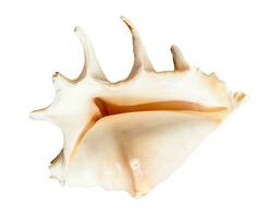 empty sea shell of spider conch isolated on white photo