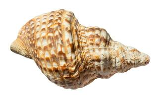 dried sea shell of charonia mollusk isolated photo