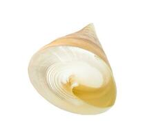 empty spiral shell of sea snail isolated on white photo