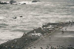 many seagulls on the beach photo